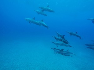 dolfijnen groep