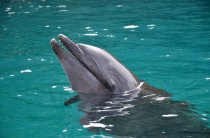 zwemmendedolfijnfotoplaatje